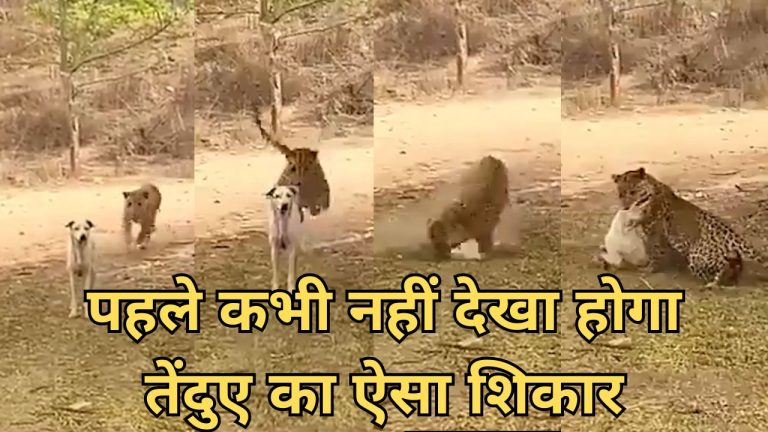 पहले कभी नहीं देखा होगा तेंदुए का ऐसा शिकार, महज़ 5 सेकंड में 3 फ़ीट छलांग लगाकर उतारा मौत के घाट, देखें लाइव वीडियो