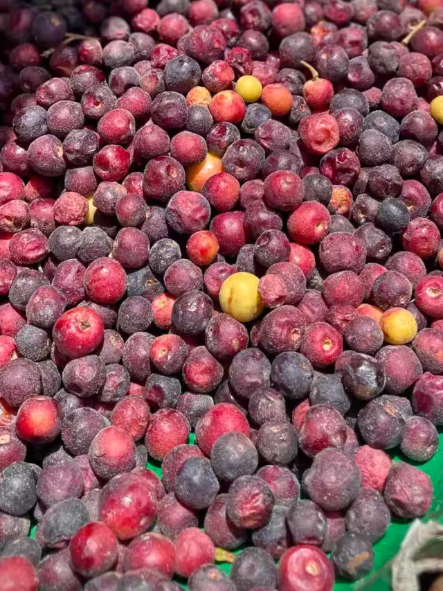 Phalsa Fruit Benefits:गर्मियों के लिए फालसा फल के स्वास्थ्य लाभ