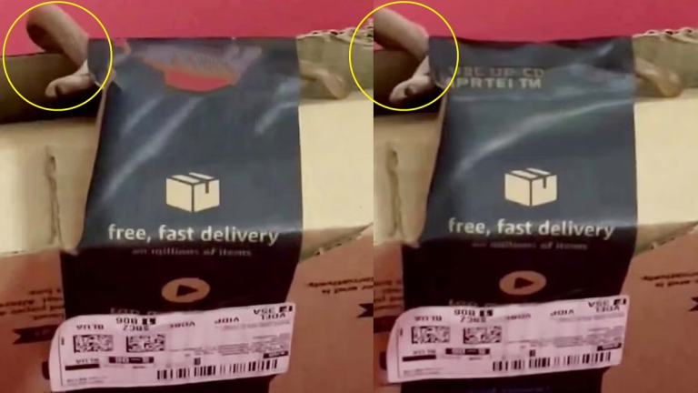 Amazon से मंगवाया था एक्सबॉक्स कंट्रोलर’,पार्सल में निकला जिंदा किंग कोबरा,दंपत्ति रह गए हैरान,Video वायरल