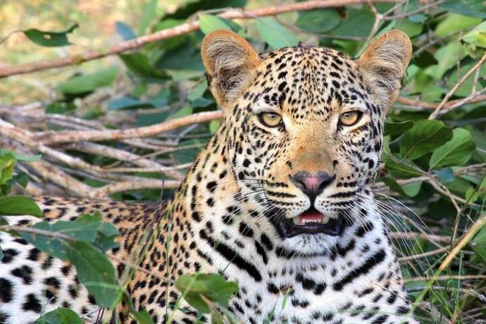 Udaipur Leopard Attack