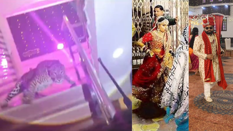 Lucknow में शादी समारोह में तेंदुआ घुसने से हड़कंप, दूल्हा दुल्हन ने भागकर बचाई अपनी जान, देखें Video