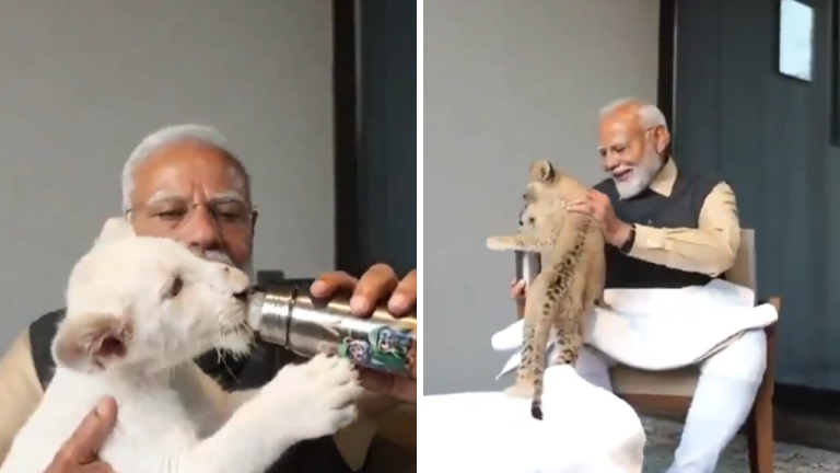 PM Modi Vantara Video: पीएम मोदी ने शेर के बच्चों गोद में बैठाया, प्यार से दुलारा और दूध पिलाया, देखें वीडियो