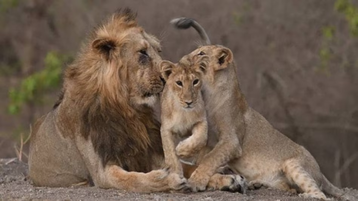 Asiatic Lions in Gujarat
