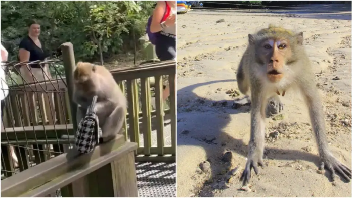 Monkey Bag Snatch in Vrindavan