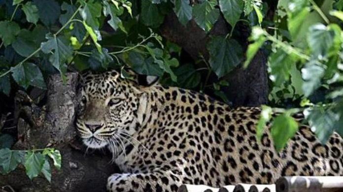 rajsamand Panther rescue