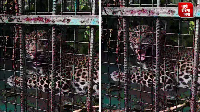 Udaipur Panther News